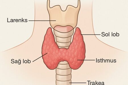 Tiroid Problemleri İçin Hangi Doktora Gitmeli?