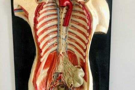 Kalça Ağrısı İçin Hangi Doktora Gitmeli?