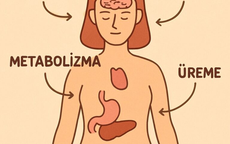Hormonlar İçin Hangi Uzmanla Görüşmelisiniz?